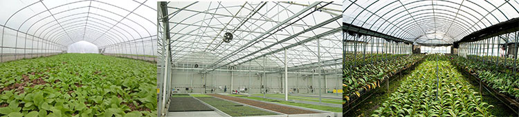 Multi-span film greenhouses