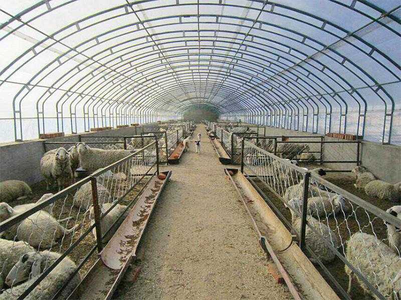 breeding farming shed